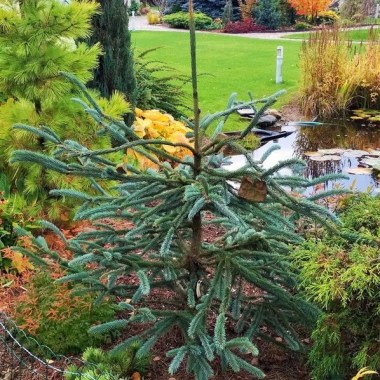 Picea engelmannii Snake5